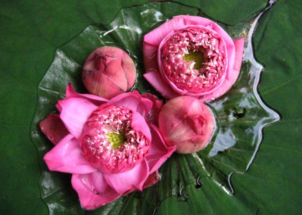 Anaïs-voyage-dans-son-assiette_011_Thailande_05-lotus