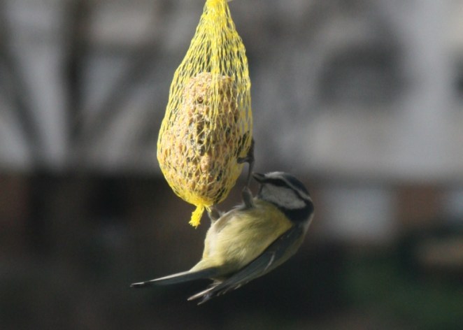 LDdA_NotrePetitCoinDeVerdure_Hiver_message_2