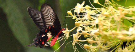 kualalumpur-butterflypark-2