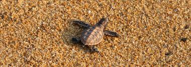 Tioman-sea-turtle-sanctuary