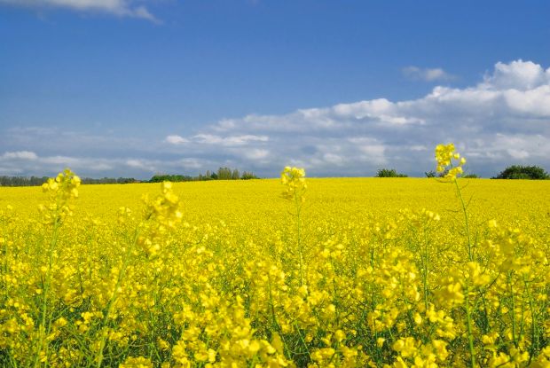 LDdA_Diversification-bebe-huiles-vegetales-colza