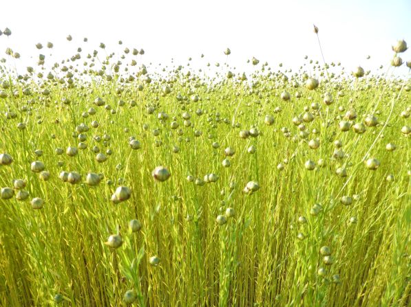 LDdA_Diversification-bebe-huiles-vegetales-lin