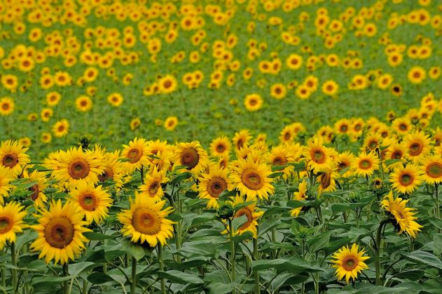 LDdA_Diversification-bebe-huiles-vegetales-tournesol