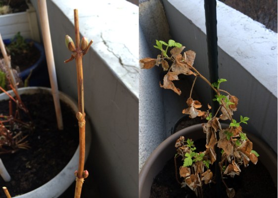 LDdA-notre-petit-coin-de-verdure_08_Bourgeons