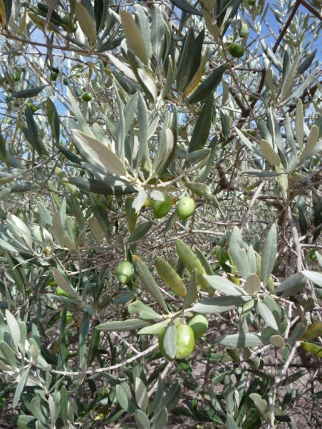 LDdA_Huiles-végétales-Olives