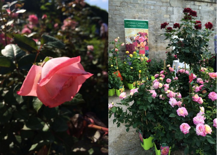 LDdA_Jardins-Jardin-Tuileries-05-Delbard
