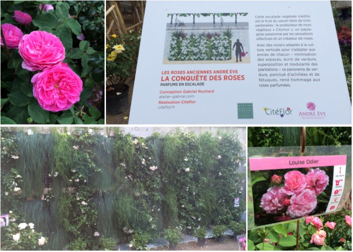 LDdA_Jardins-Jardin-Tuileries-07-la-conquete-des-roses