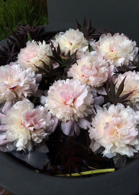 LDdA_Jardins-Jardin-Tuileries-18