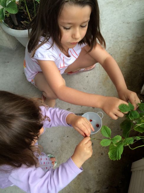 LDdA-notre-petit-coin-de-verdure_09_cueillette