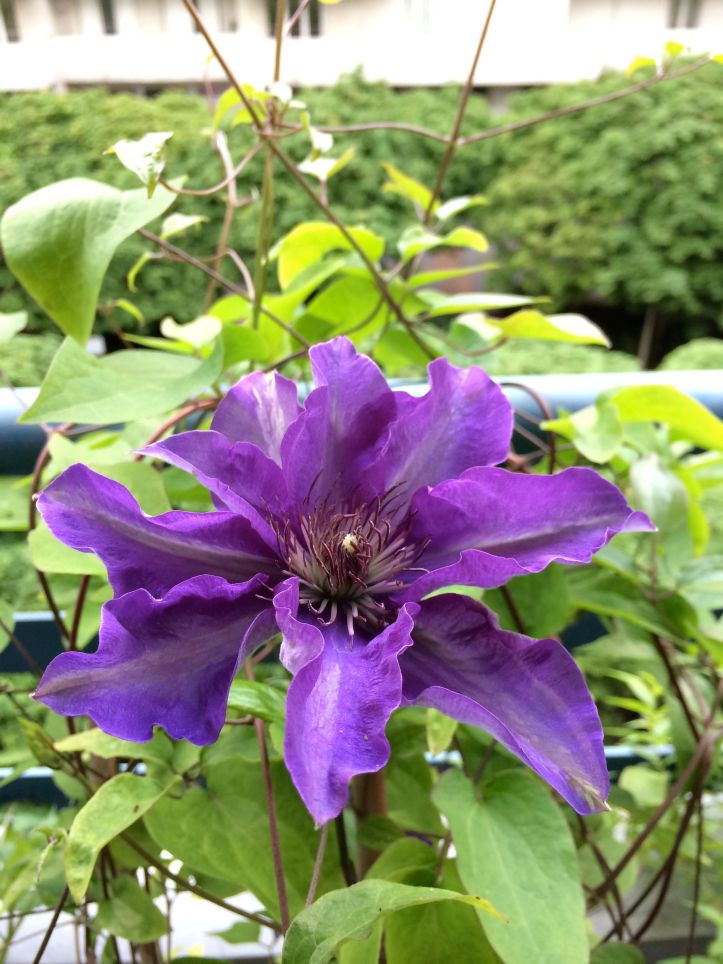 LDdA-notre-petit-coin-de-verdure_09_Premieres-fleurs-clematites