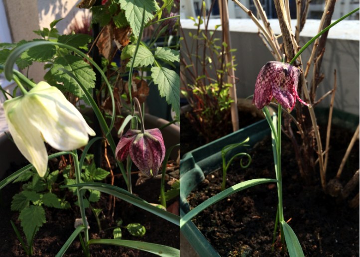 LDdA-notre-petit-coin-de-verdure_09_Premieres-fleurs