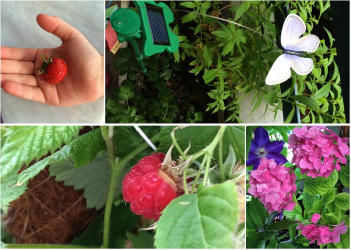 LDdA-notre-petit-coin-de-verdure_09_Premiers-fruits