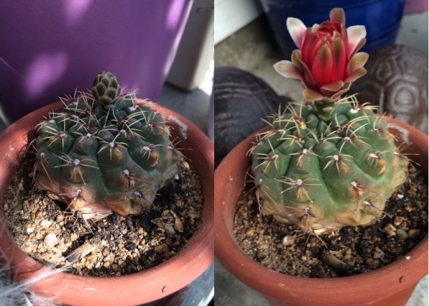 LDdA-notre-petit-coin-de-verdure_10_cactus-fleur