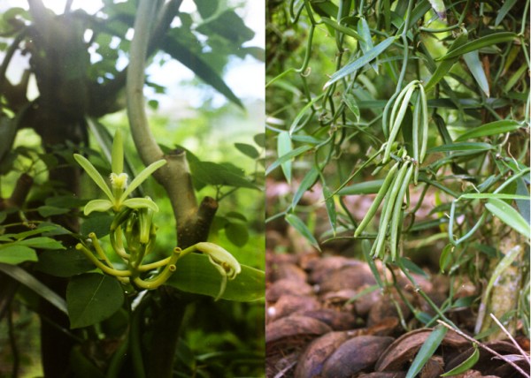 Montage Photos_Culture_Vanille_Morea_02