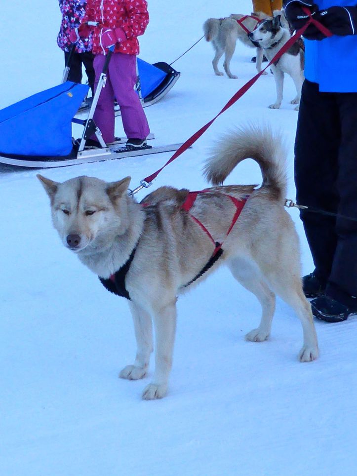 Lesdelicesdanais_Baby_traineau_Mushing_Addict_11