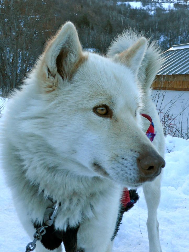 Lesdelicesdanais_Baby_traineau_Mushing_Addict_16