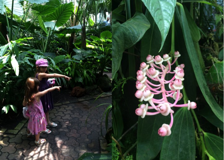 LDdA_Anais-voyage-dans-son-assiette-Madere-jardin-botanique-04