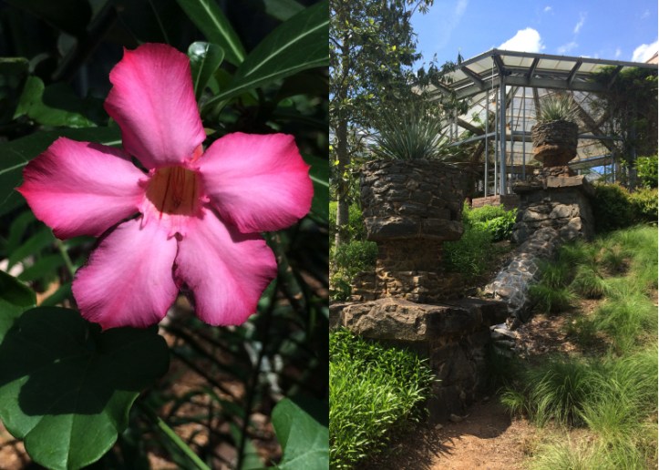 LDdA_Anais-voyage-dans-son-assiette-Madere-jardin-botanique-08