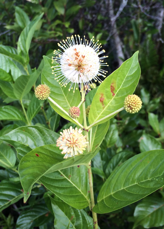 LDdA_Anais-voyage-dans-son-assiette-USA_Everglades_flower