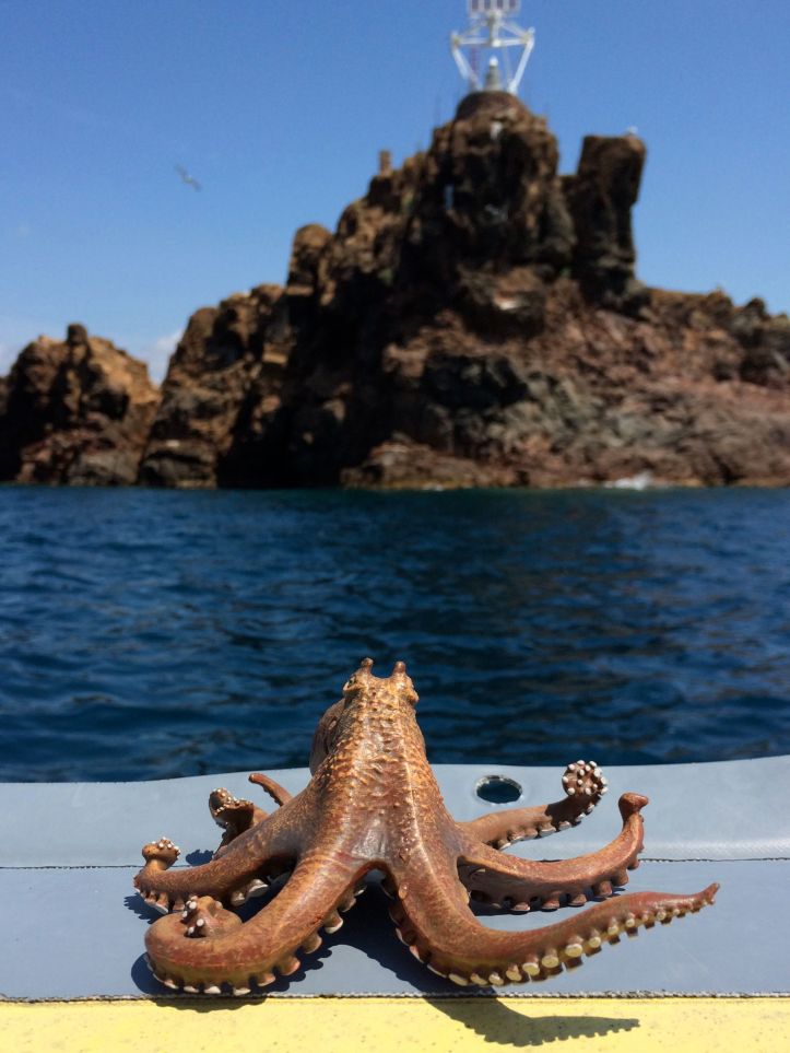 LDDA_Papo_figurine_Poulpe1