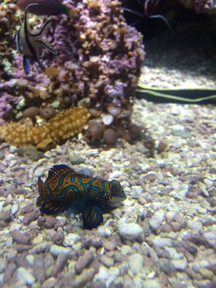 La_cite_de_la_mer_Aquarium_visite_coulisse_3