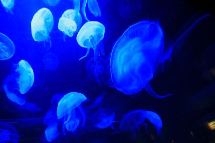 La_cite_de_la_mer_Aquarium_visite_coulisse_5