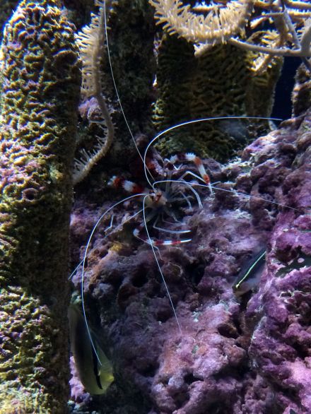 La_cite_de_la_mer_Aquarium_visite_coulisse_6