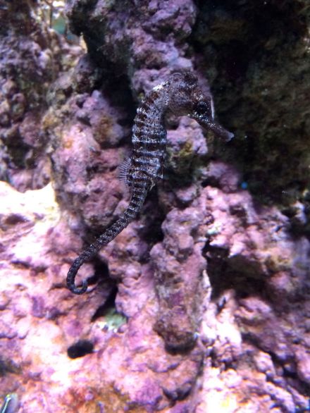 La_cite_de_la_mer_Aquarium_visite_coulisse_7
