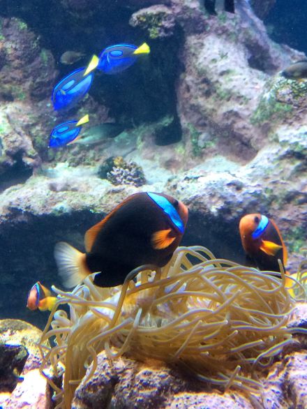 La_cite_de_la_mer_Aquarium_visite_coulisse_8