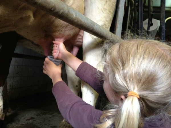 LDDA_PoteDeMarmots_2015_TraiteDeVache