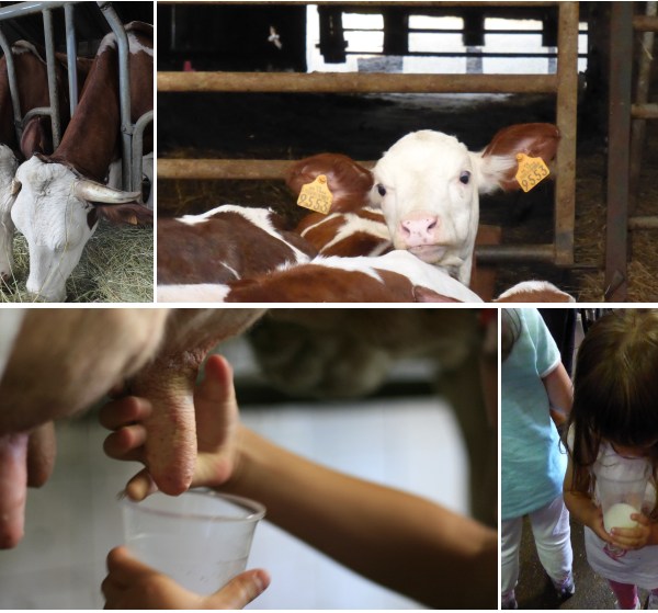 LDdA_Festival_PotesdeMarmots_J3_Ferme_de_Chagne_traite