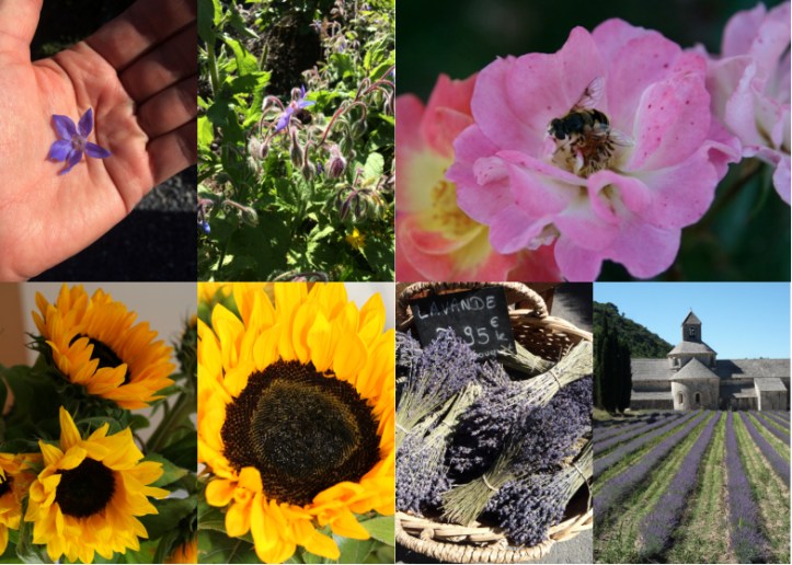 LDDA_Fleurs_a_manger