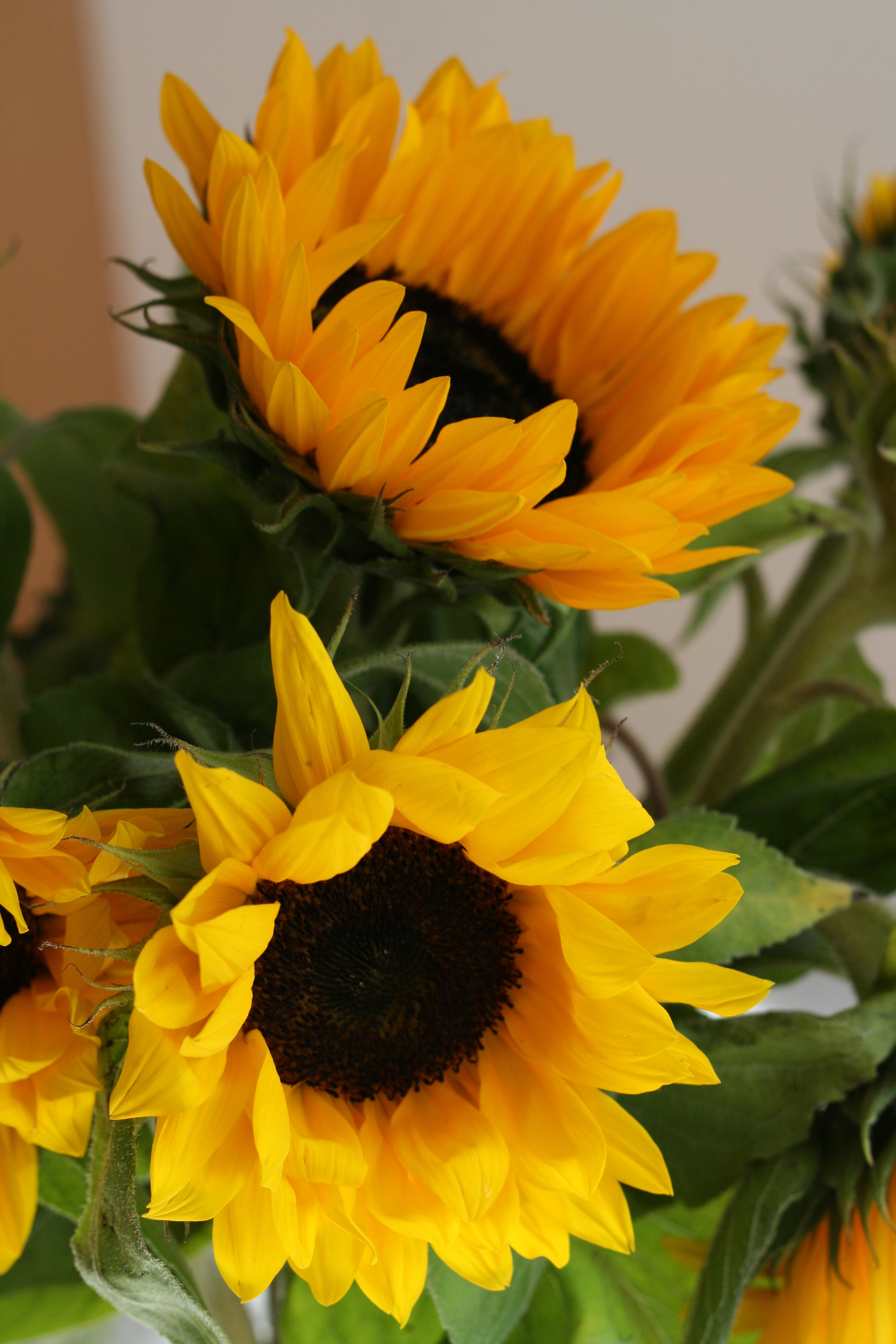 Veille sur toi - Peluche - Tournesol Amuseable - Jellycat, image size:2592x3888