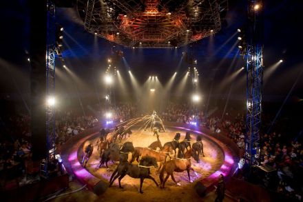 ldda_spectacle_alexis-gruss_quintessence2016_chevaux_karim-el-dib