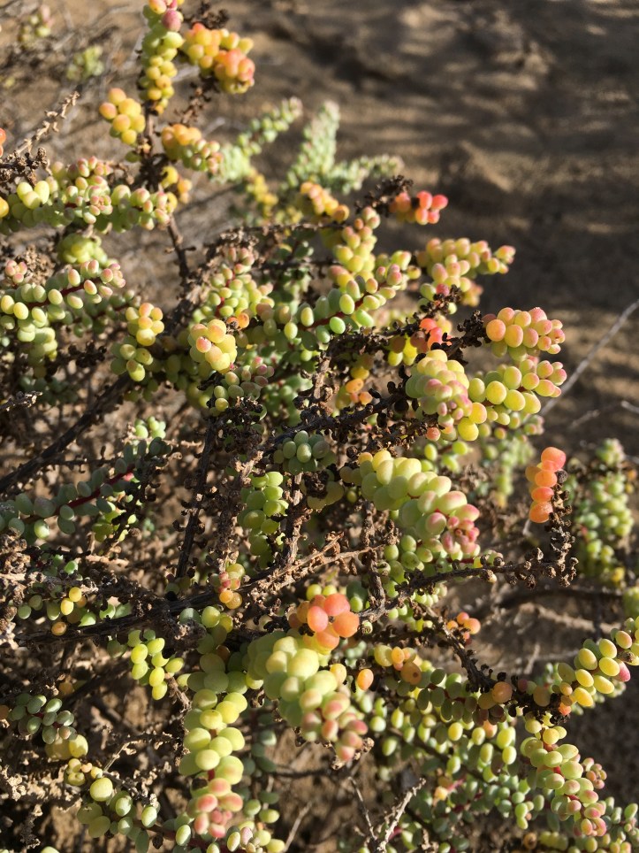 ldda_canaries_dunes_maspalomas_03