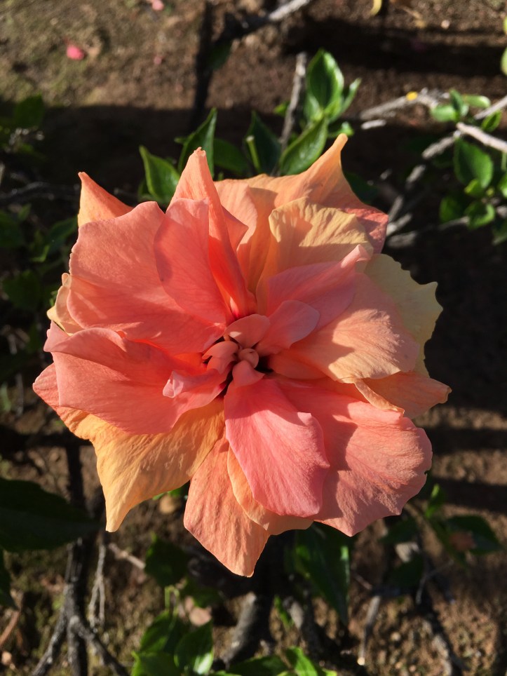 ldda_canaries_fleurs