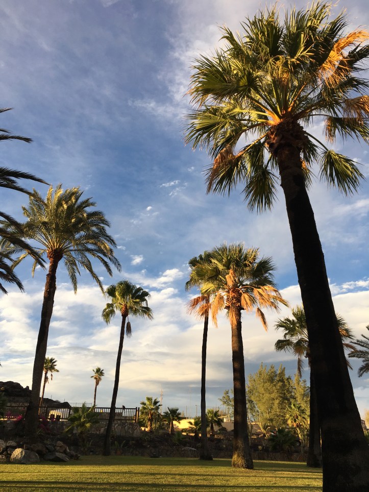 ldda_canaries_jardin_palmiers