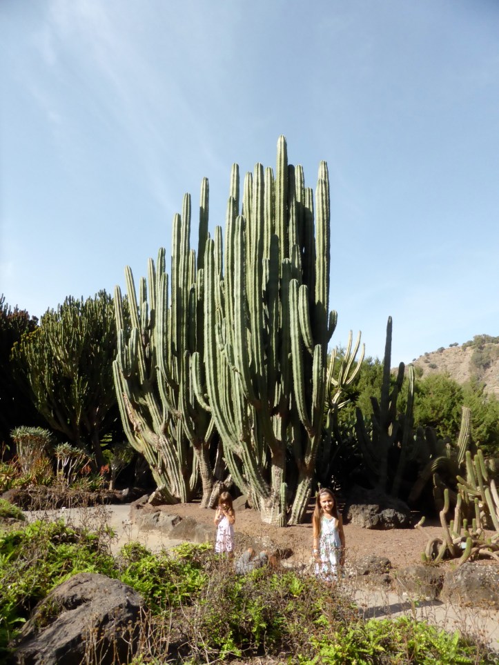 ldda_canaries_nord_jardin_botanique_cactus_geants1