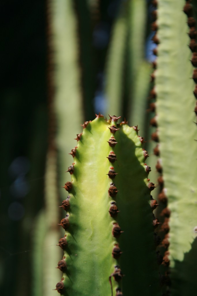ldda_canaries_nord_jardin_botanique_cardons