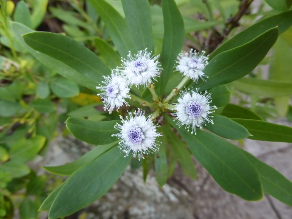 ldda_canaries_nord_jardin_botanique_fleurs