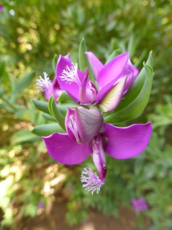 ldda_canaries_nord_jardin_botanique_fleurs_2