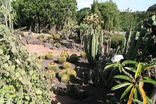 ldda_canaries_nord_jardin_botanique_jardin_cactus