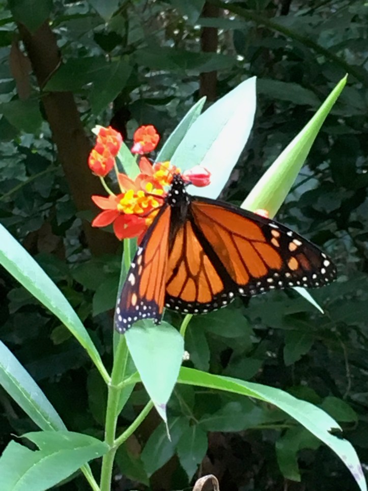 ldda_canaries_nord_jardin_botanique_papillon