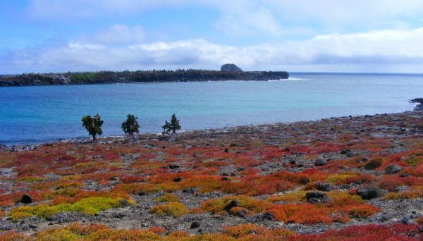 south-plaza-island-by-lisa-woolfe