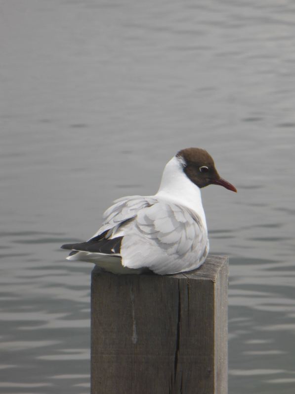 LDDA_Escapade_Parc du marquenterre_10 - 1