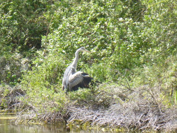 LDDA_Escapade_Parc du marquenterre_12 - 1