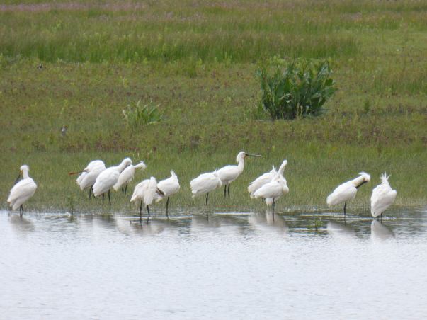 LDDA_Escapade_Parc du marquenterre_13 - 1