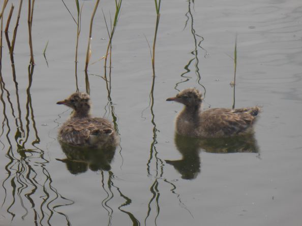 LDDA_Escapade_Parc du marquenterre_14 - 1