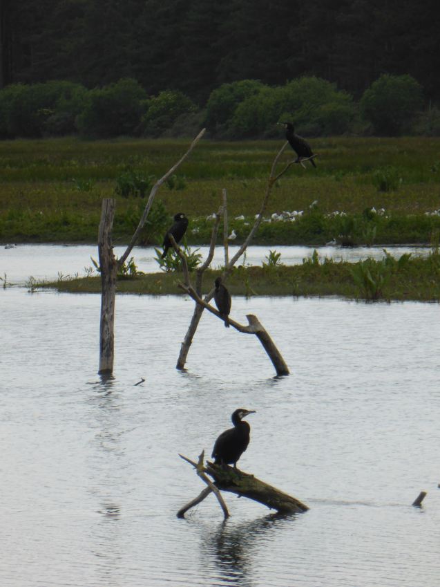 LDDA_Escapade_Parc du marquenterre_15 - 1